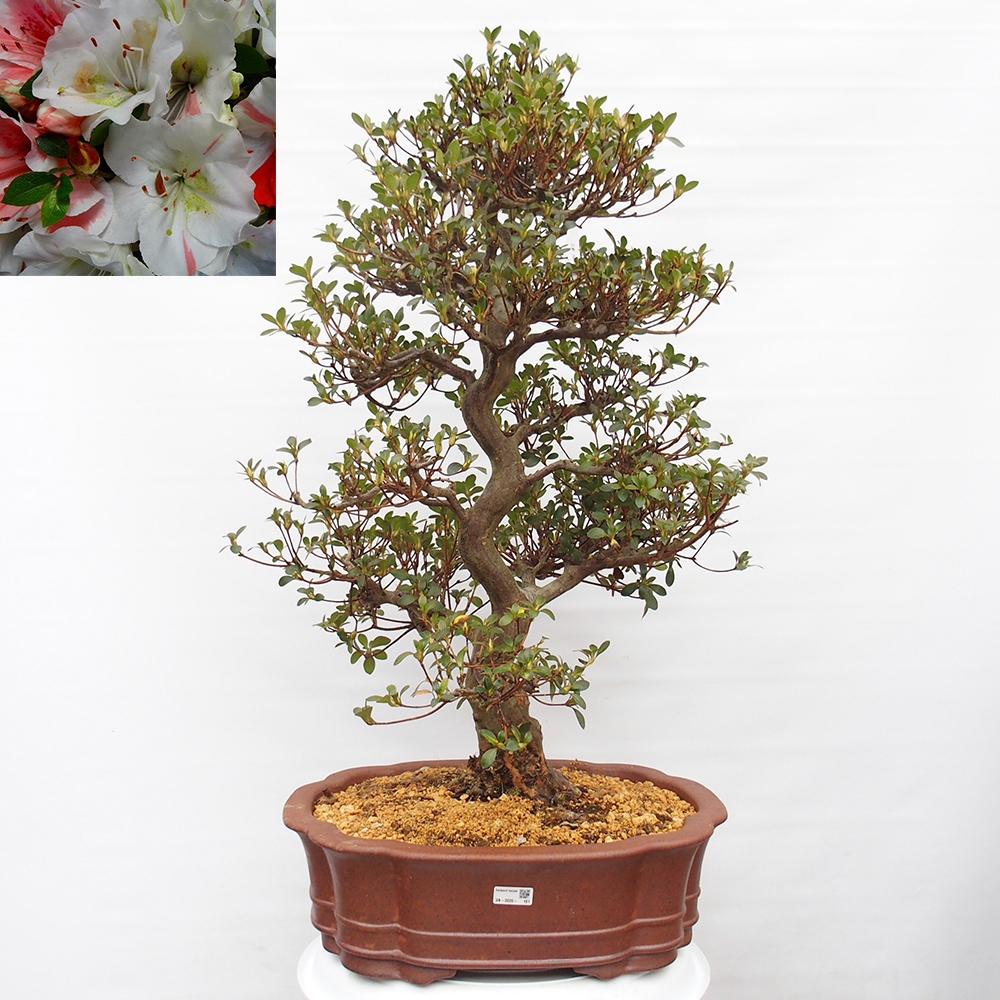 Bonsai da esterno - Azalea giapponese - Azalea Sansei