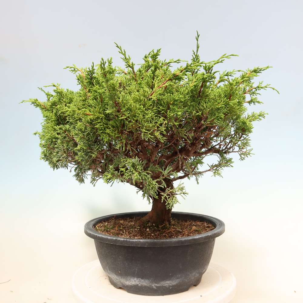 Bonsai da esterno - Juniperus chinensis Itoigawa-Juniperus chinensis