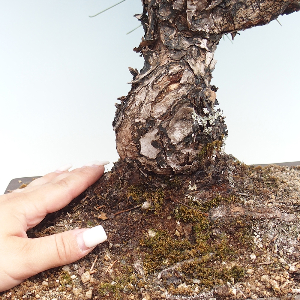 Bonsai da esterno - Pinus thunbergii - Pino di Thunberg