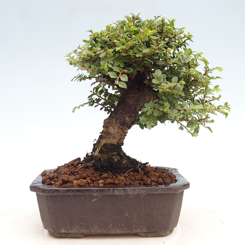Bonsai da esterno - Ulmus parvifolia Hokkaido - Olmo cinese