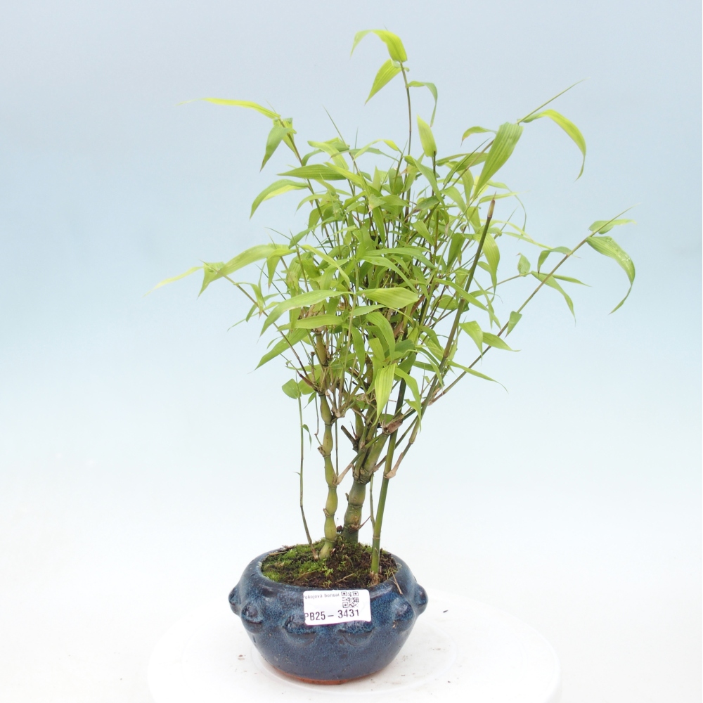 Camera bonsai - Bamboo budha-Bamboo budha belly