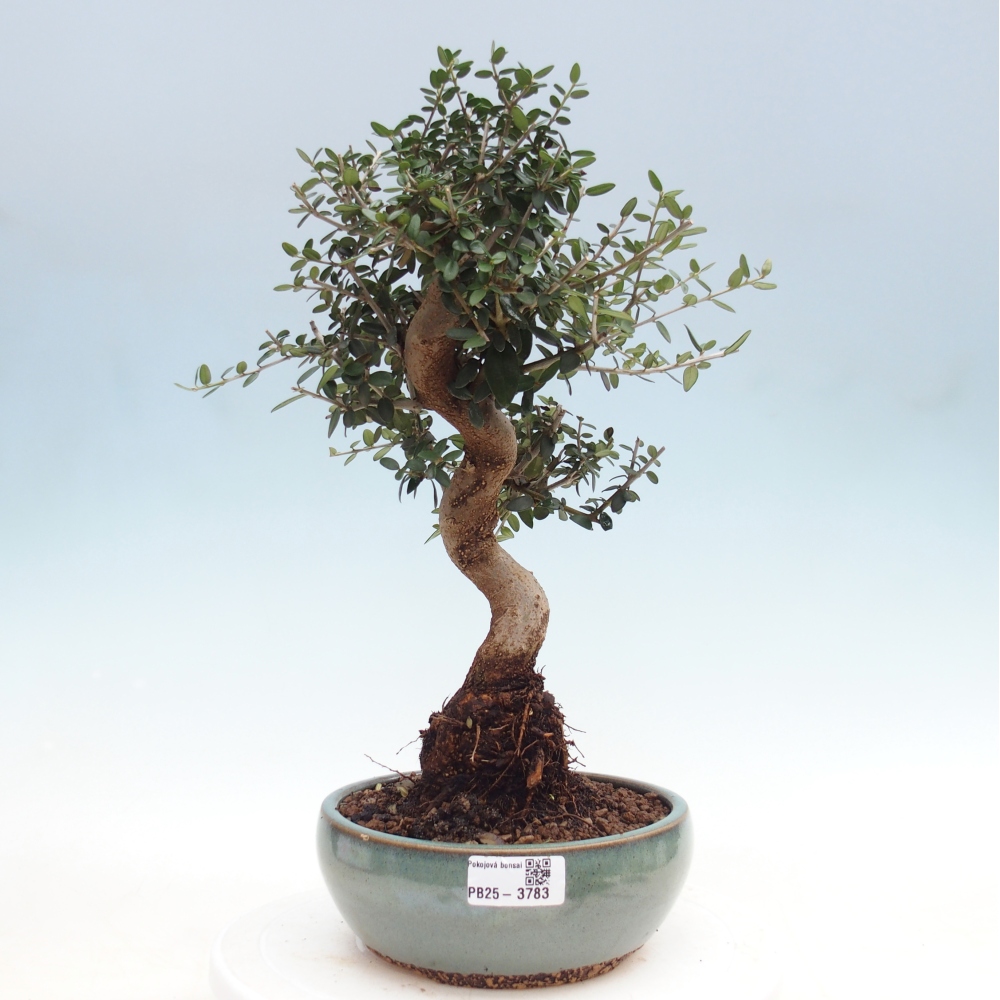 Bonsai da interno - Olea europaea sylvestris