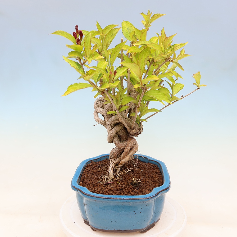 Bonsai da esterno - Weigela subsessilis - Weigela coreana