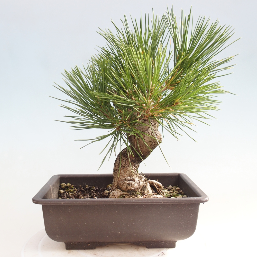 Bonsai da esterno - Pinus thunbergii - Pino di Thunberg