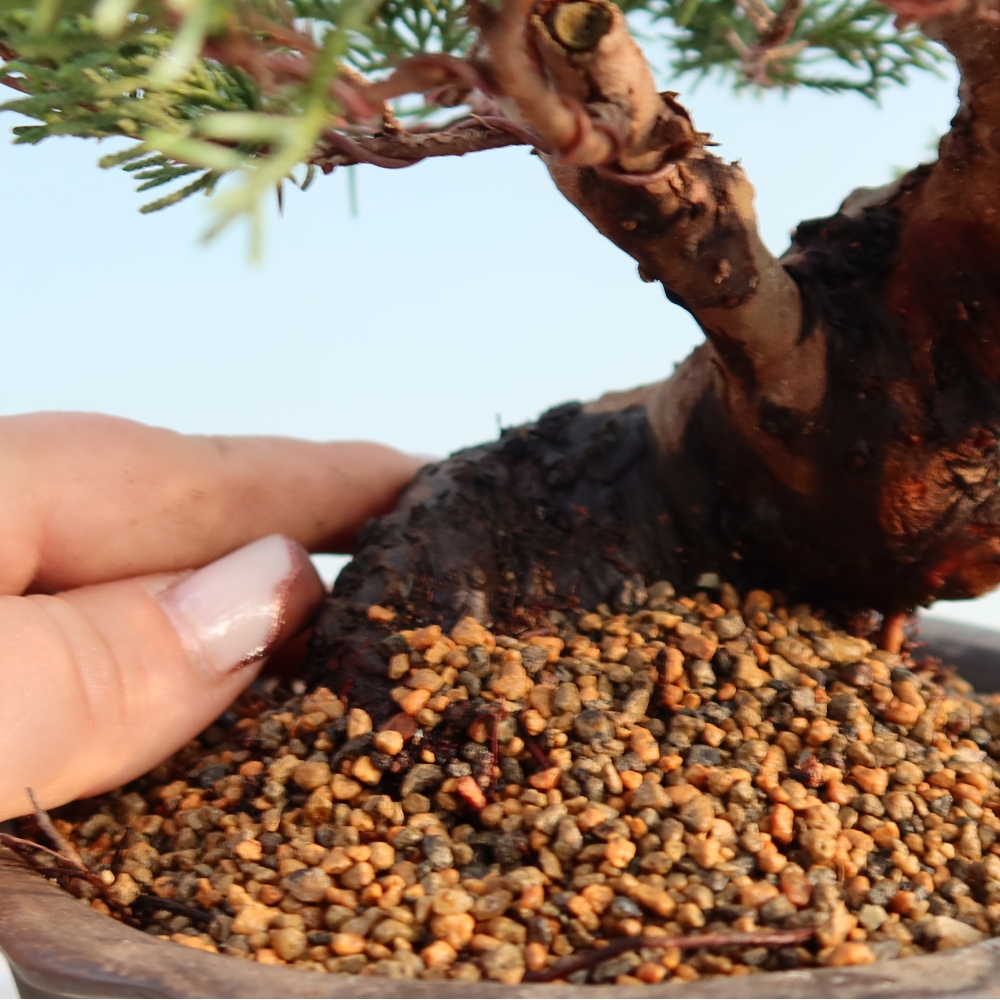 Bonsai da esterno - Juniperus chinensis Itoigawa