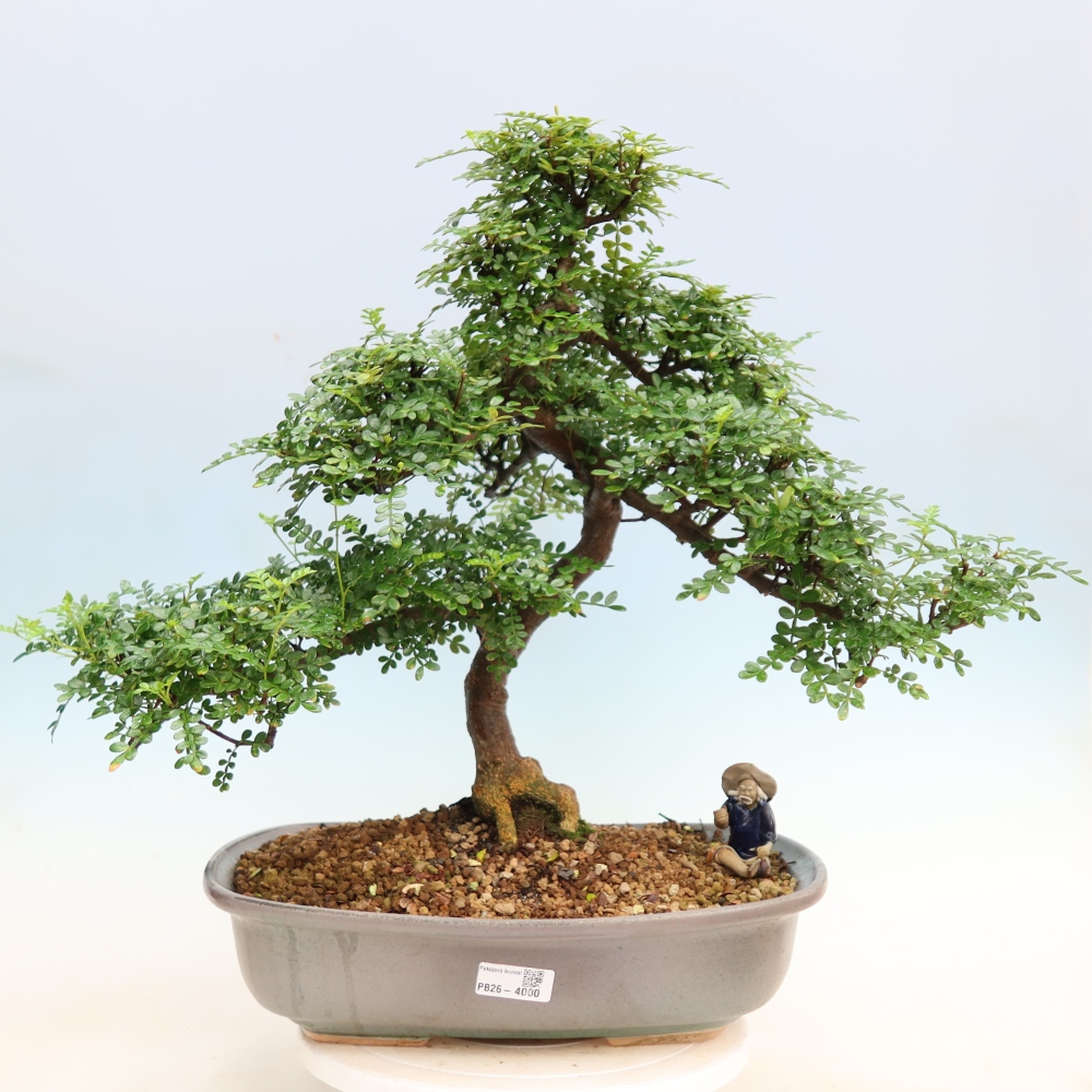 Camera bonsai - Zantoxylum piperitum - albero del pepe