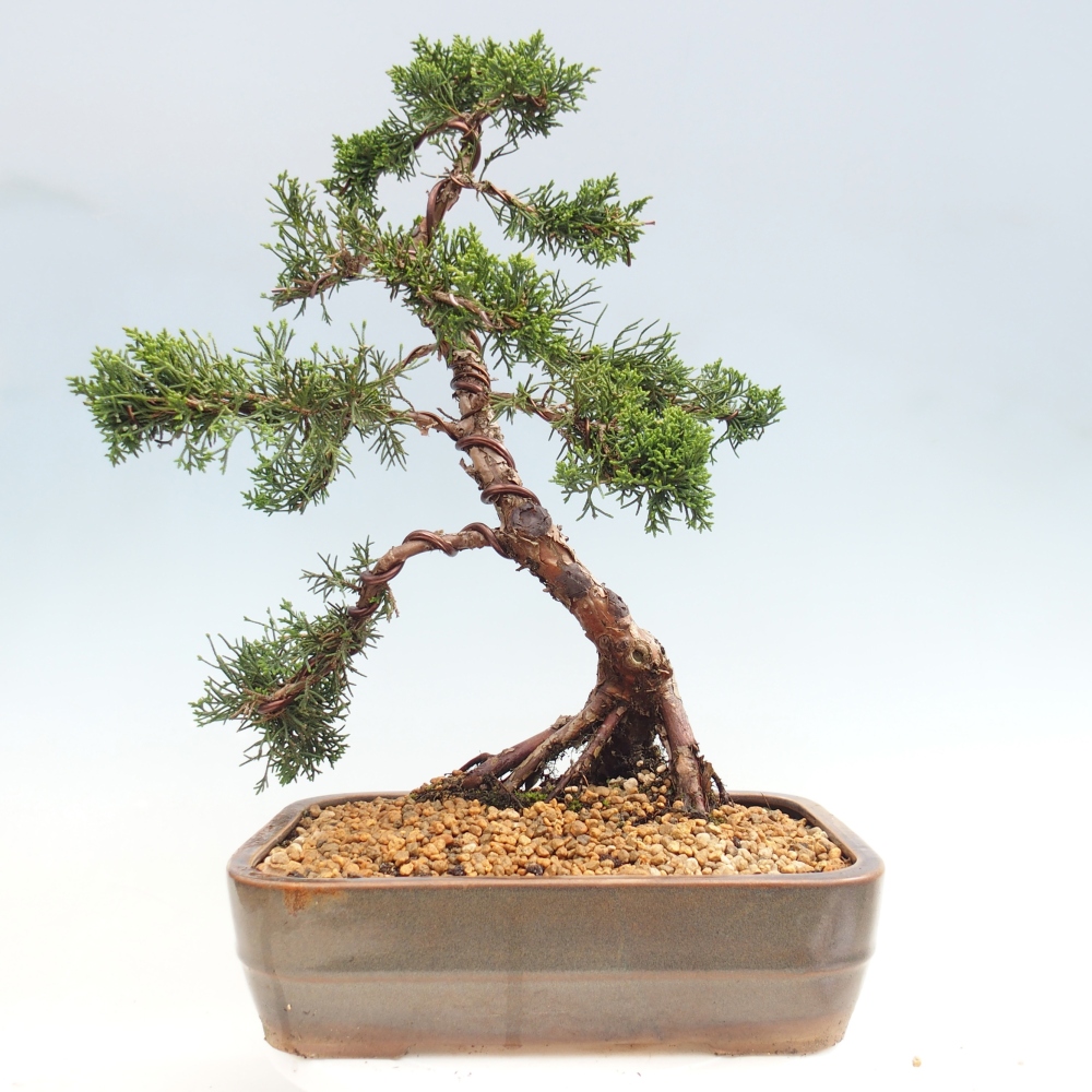 Bonsai da esterno - Juniperus chinensis Kishu