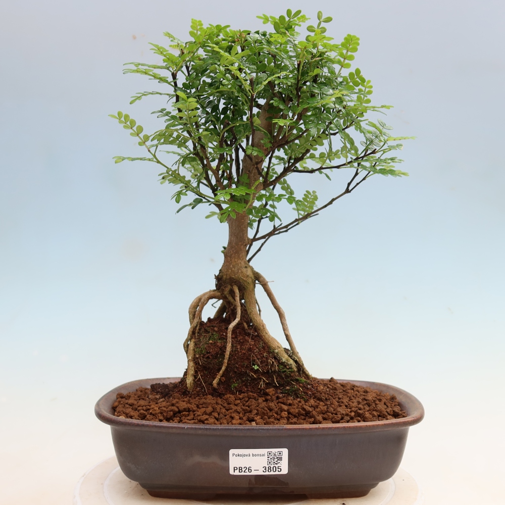 Camera bonsai - Zantoxylum piperitum - albero del pepe