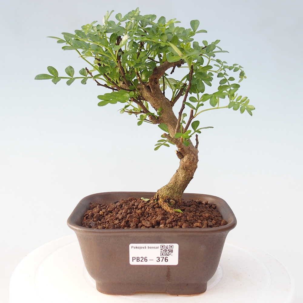 Camera bonsai - Zantoxylum piperitum - albero del pepe