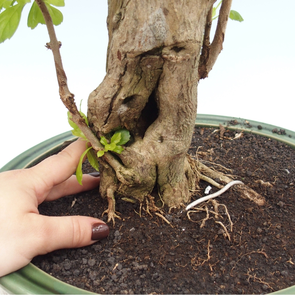 Bonsai da camera - Duranta erecta Aurea - SOLO RITIRO PERSONALE o trasporto su pallet