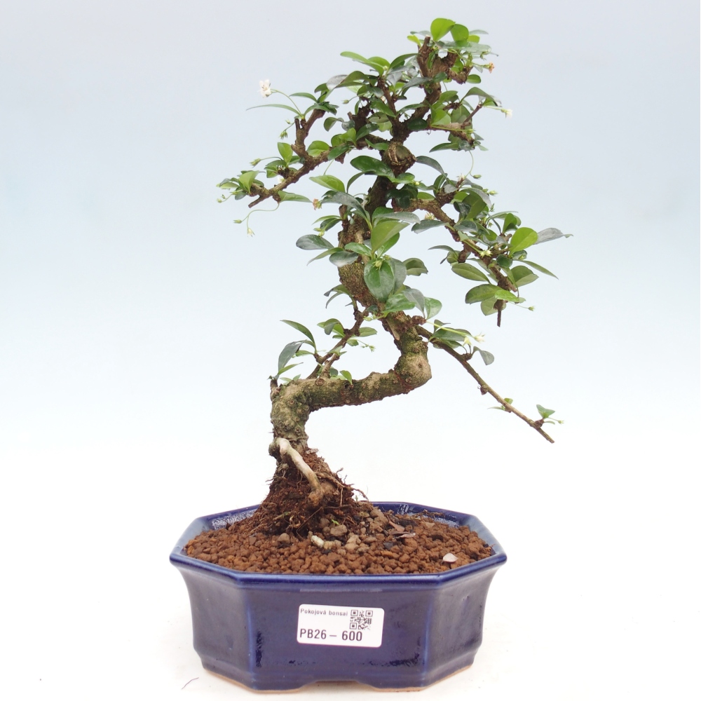 Camera bonsai - Carmona macrophylla - Tea fuki