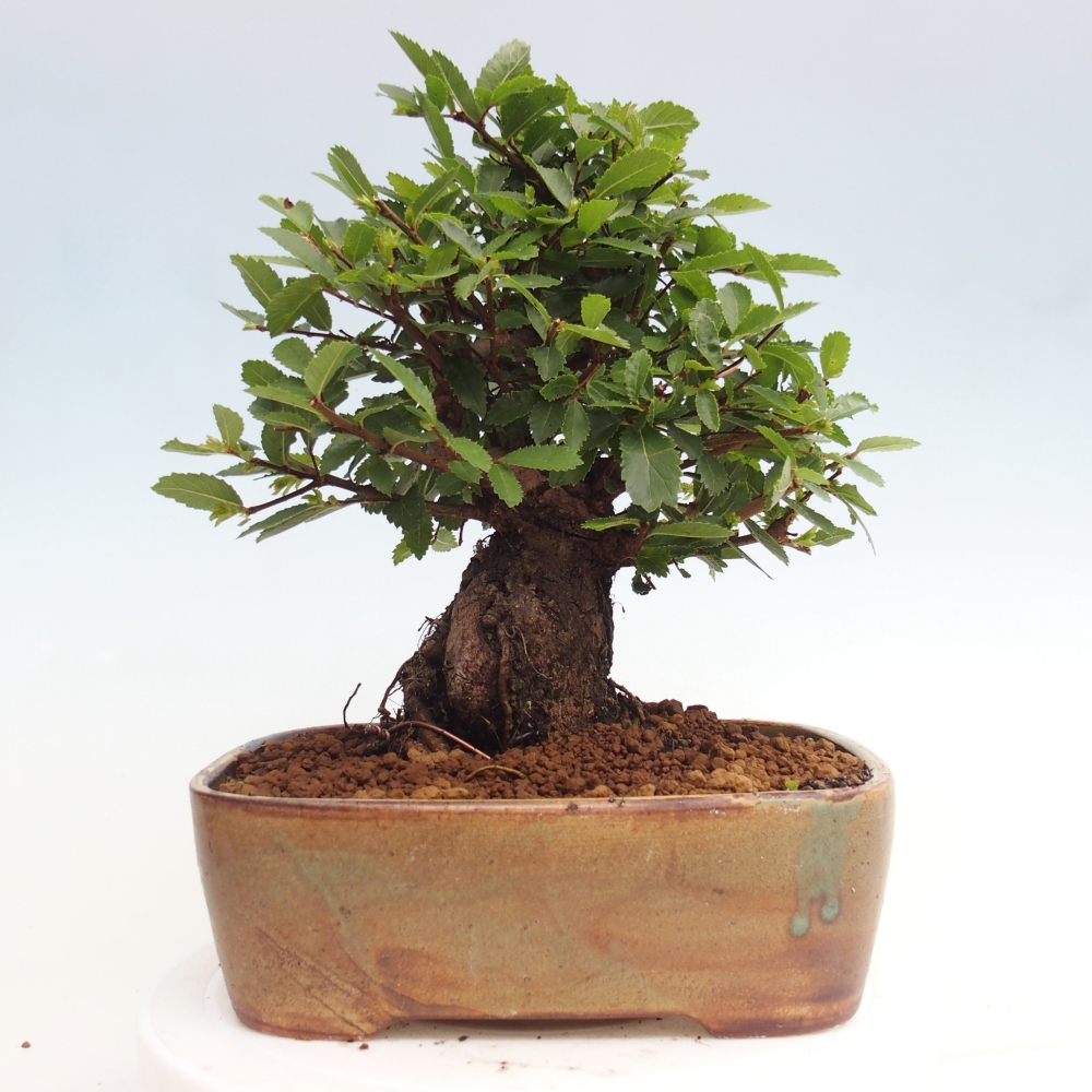 Bonsai da esterno - Zelkova - Zelkova NIRE