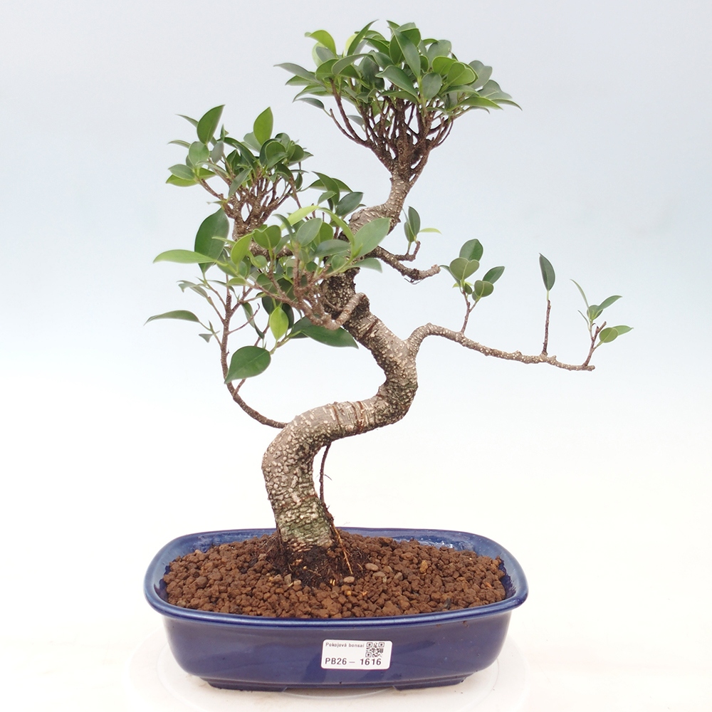 Camera bonsai - Ficus kimmen - ficus a foglie piccole