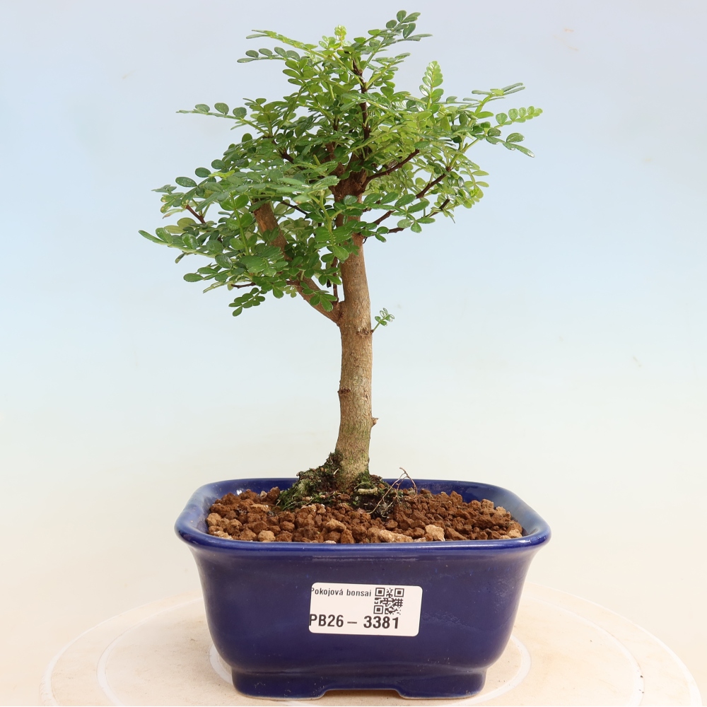 Camera bonsai - Zantoxylum piperitum - albero del pepe