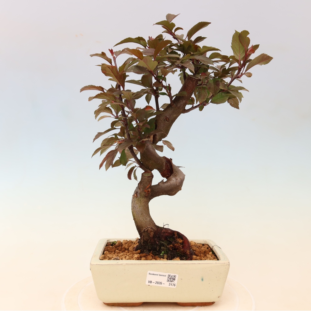 Bonsai da esterno -Malus domestica - Melo a piccoli frutti a foglie rosse