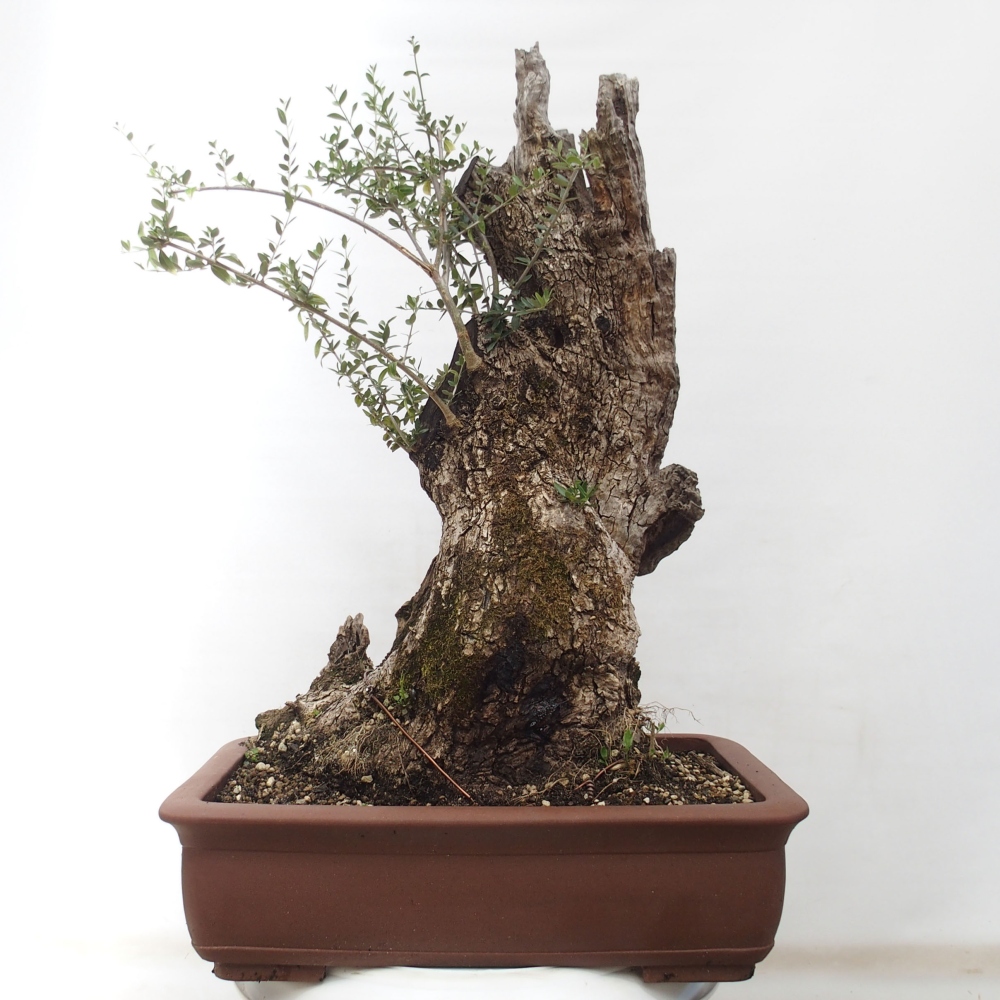 Bonsai da interno - Olea europaea sylvestris