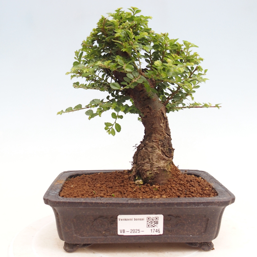Bonsai da esterno - Ulmus parvifolia Hokkaido - Olmo cinese