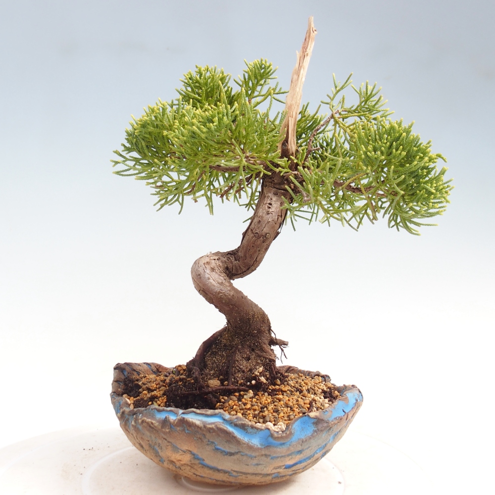 Bonsai da esterno - Juniperus chinensis Kishu