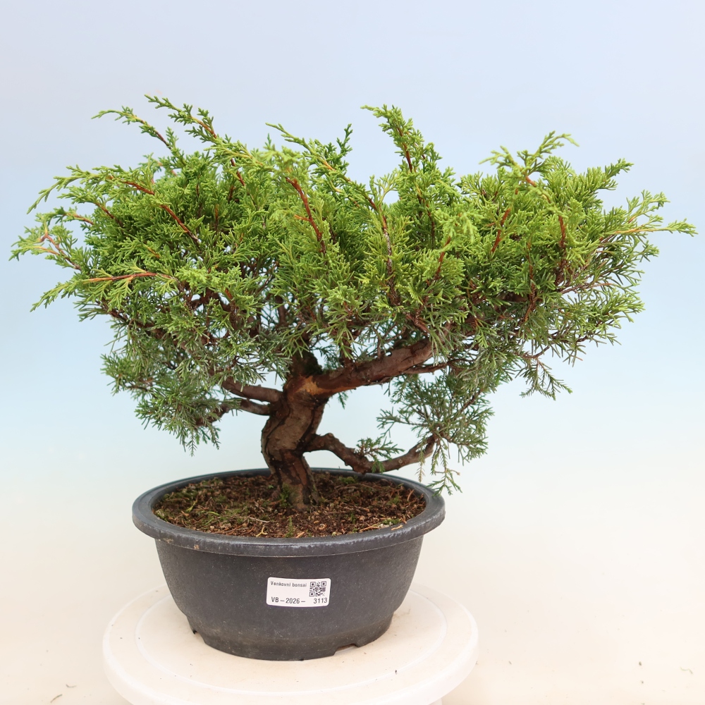 Bonsai da esterno - Juniperus chinensis Itoigawa-Juniperus chinensis