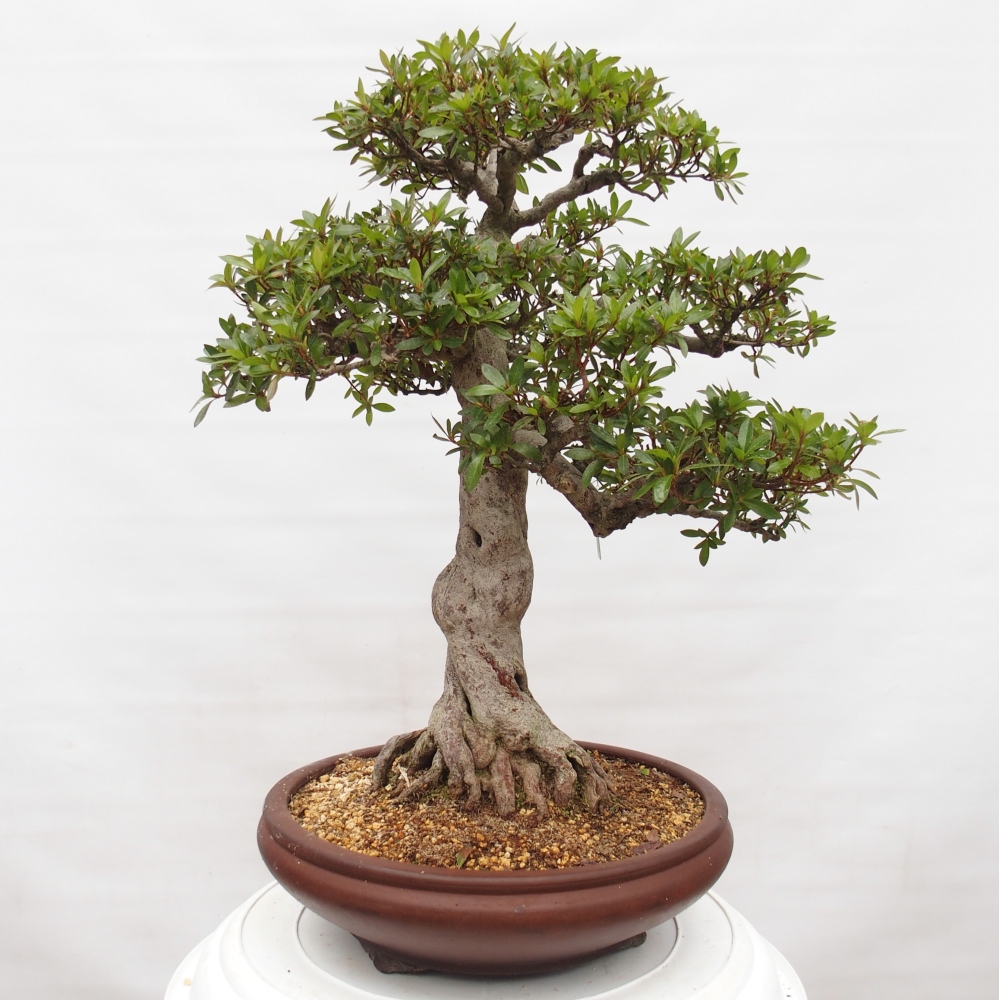 Bonsai da esterno - Azalea giapponese - Azalea Osakazumi