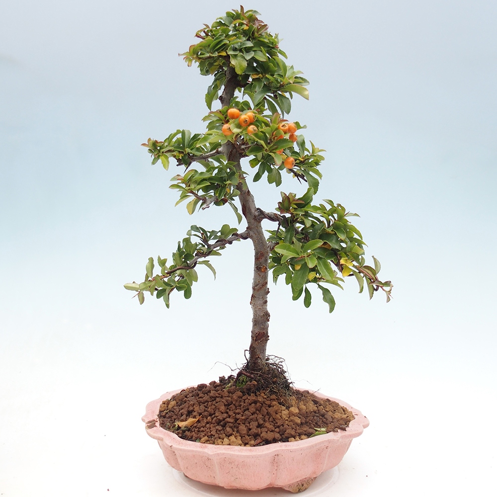 Bonsai da esterno-Pyracantha Teton -Hlox