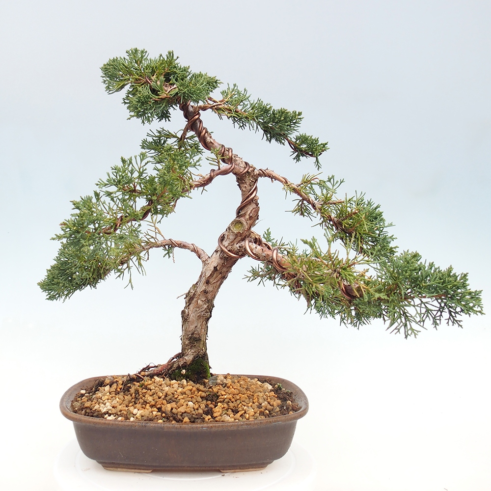 Bonsai da esterno - Juniperus chinensis Kishu