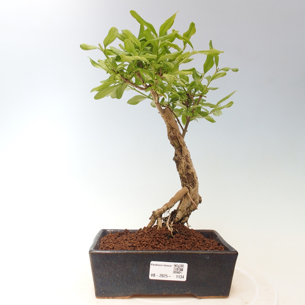 Bonsai da esterno - Prunus spinosa