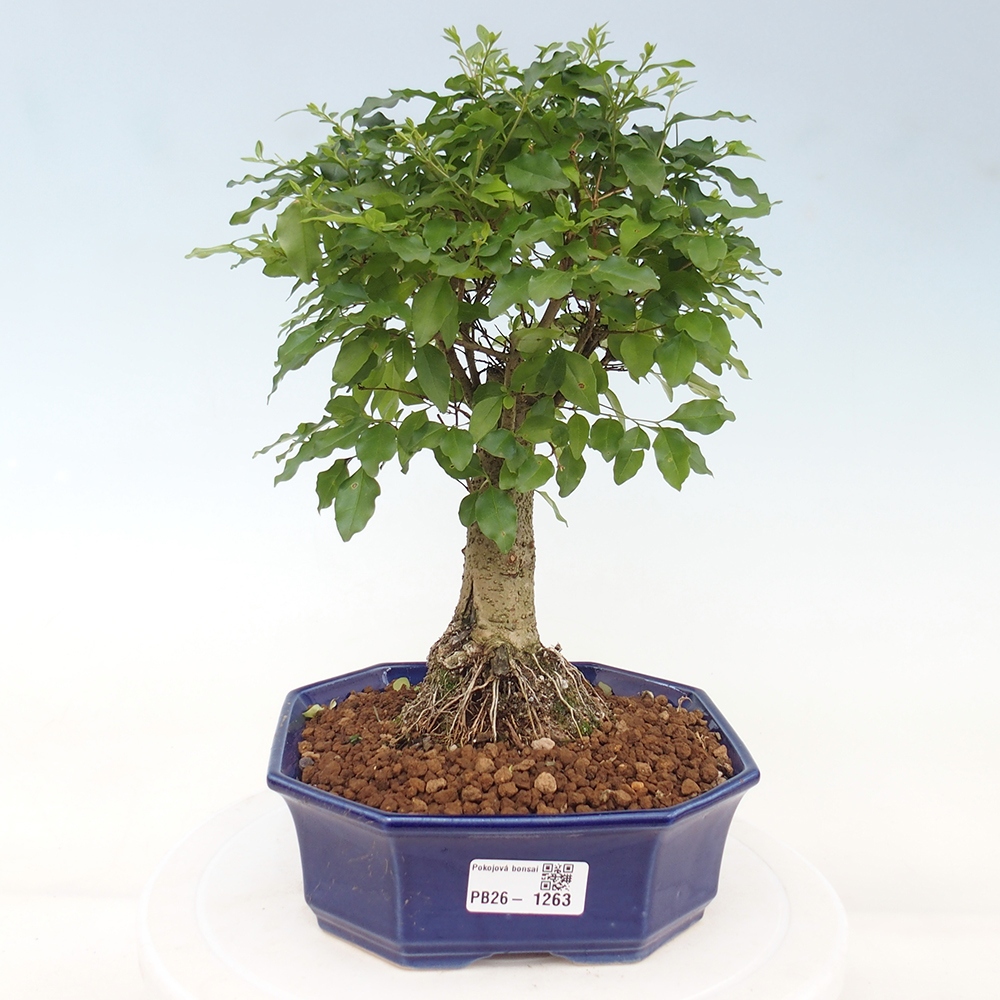 Camera bonsai -Ligustrum chinensis - Becco d'uccello