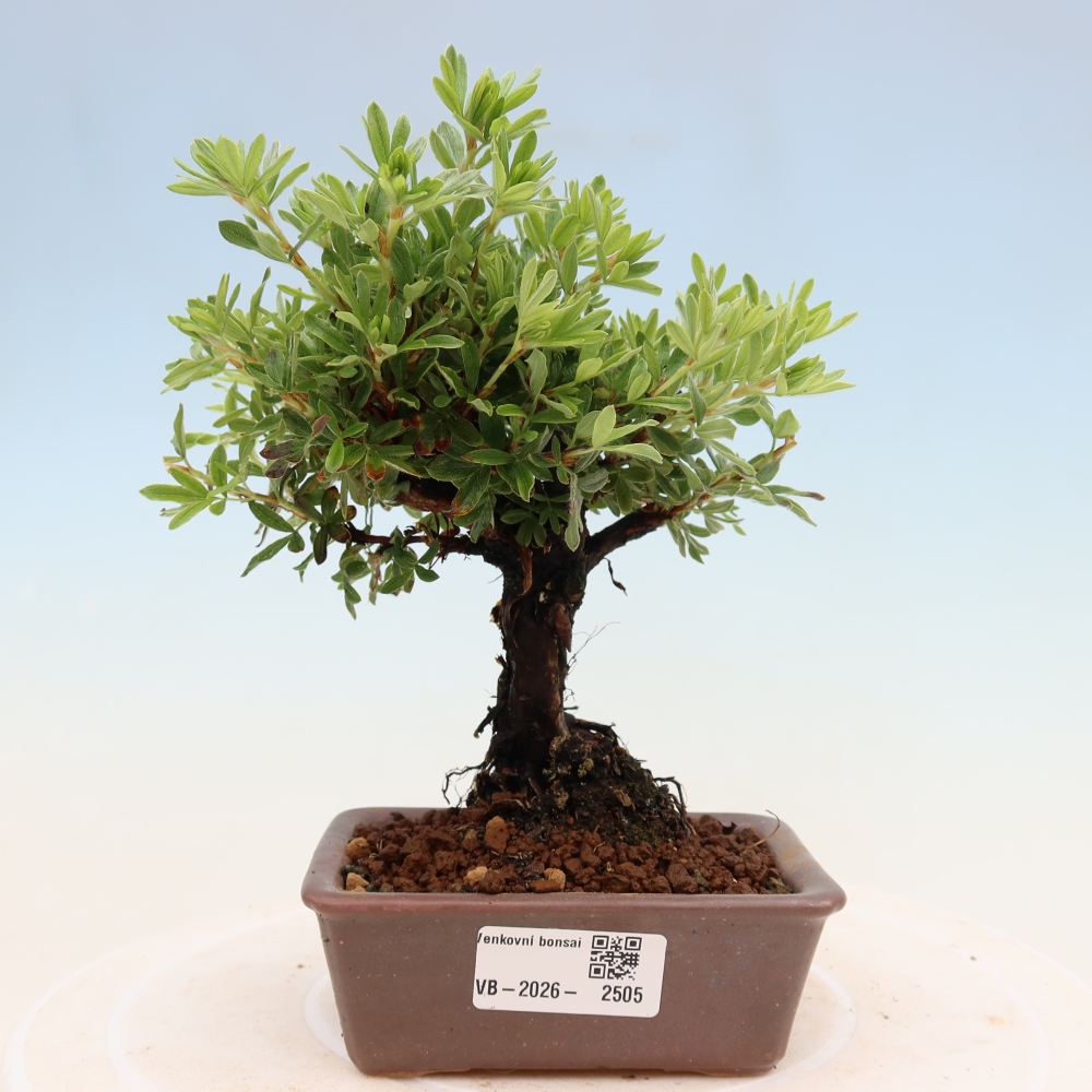 Bonsai da esterno - Potentila fruticosa