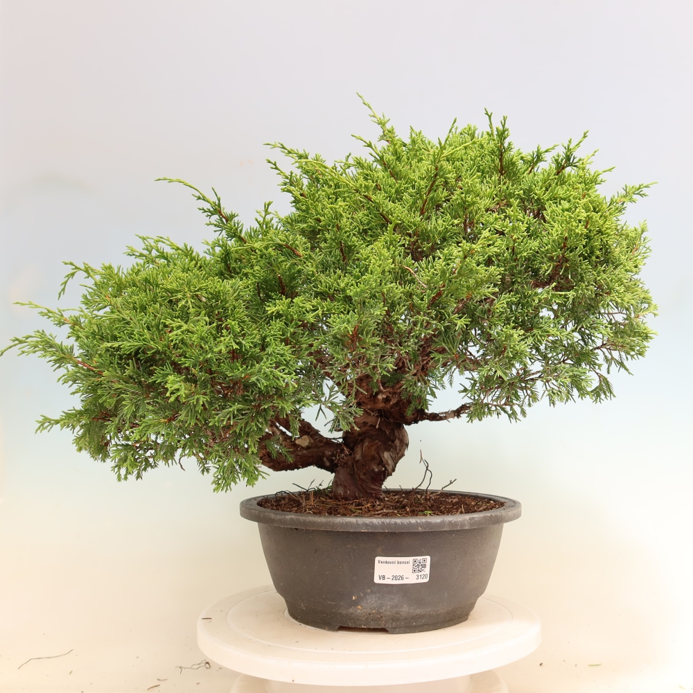 Bonsai da esterno - Juniperus chinensis Itoigawa-Juniperus chinensis