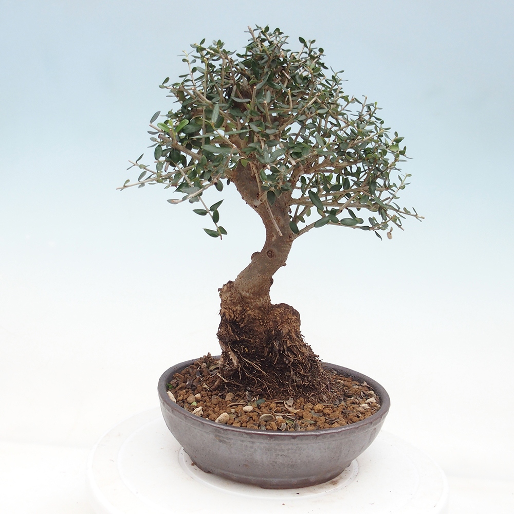 Bonsai da interno - Olea europaea sylvestris