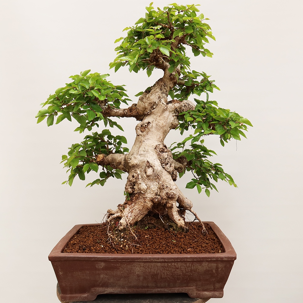 Bonsai da esterno -Carpinus Coreana - Carpino coreano