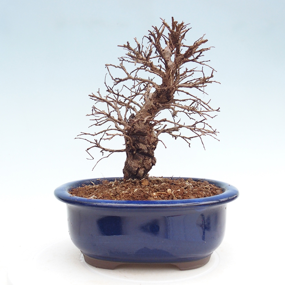 Bonsai da esterno - Zelkova - Zelkova NIRE