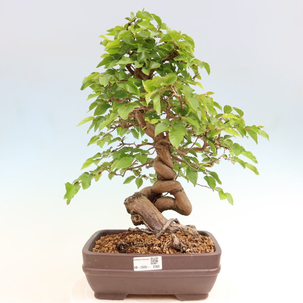 Bonsai da esterno -Carpinus Coreana - Carpino coreano