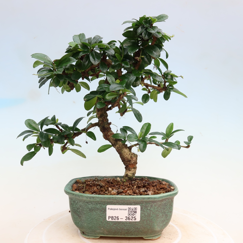 Camera bonsai - Carmona macrophylla - Tea fuki