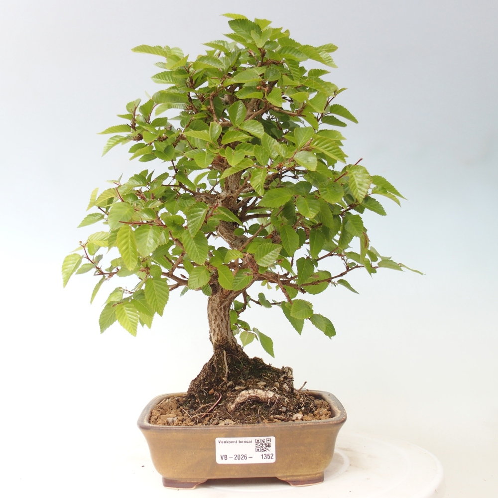 Bonsai da esterno -Carpinus CARPINOIDES - Carpino coreano