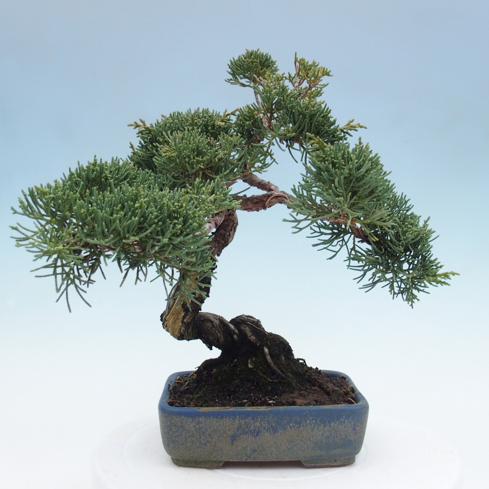 Bonsai da esterno - Juniperus chinensis Kishu