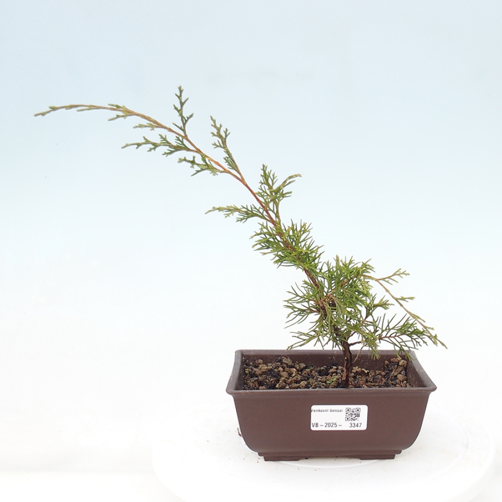 Bonsai da esterno - Juniperus chinensis Itoigawa