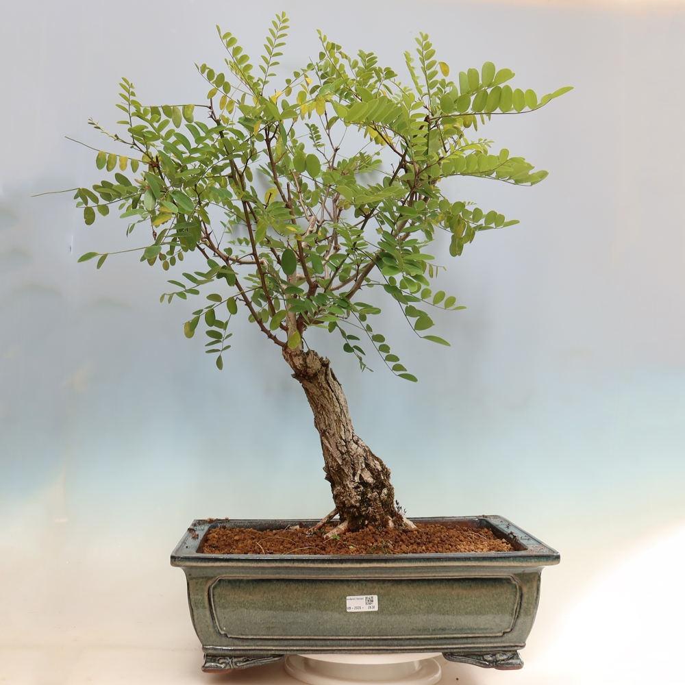 Bonsai da esterno - Acacia spinosa - Robinia pseudoacacia