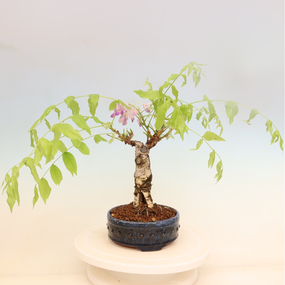 Bonsai da esterno - Glicine floribunda