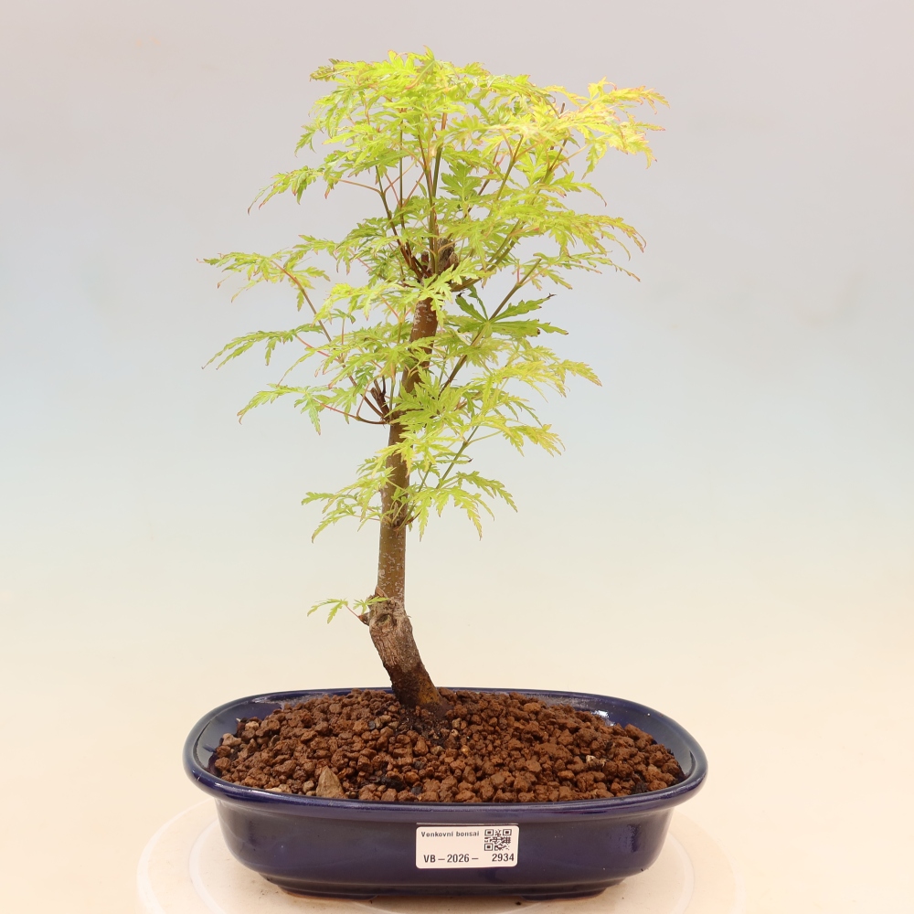 Bonsai da esterno - Acer palmatum Dissectum
