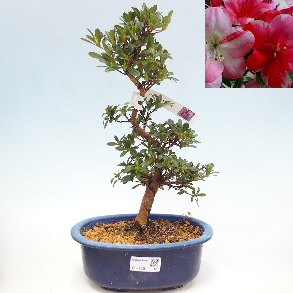 Bonsai da esterno - Azalea giapponese - Azalea Santoka