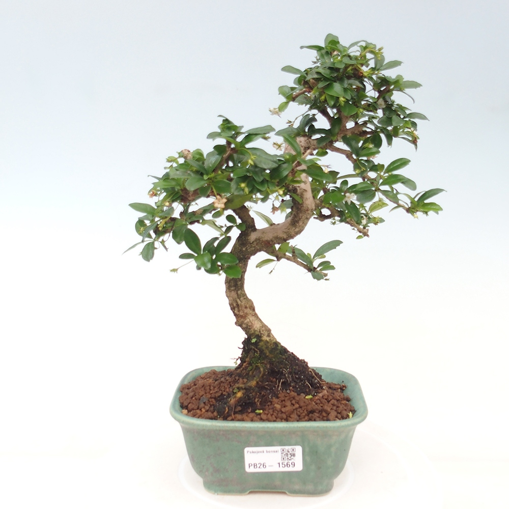 Camera bonsai - Carmona macrophylla - Tea fuki