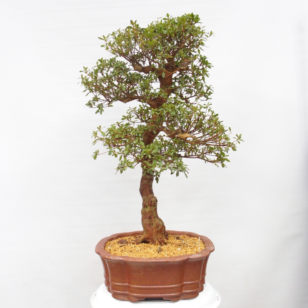 Bonsai da esterno - Azalea giapponese - Azalea Sayaka