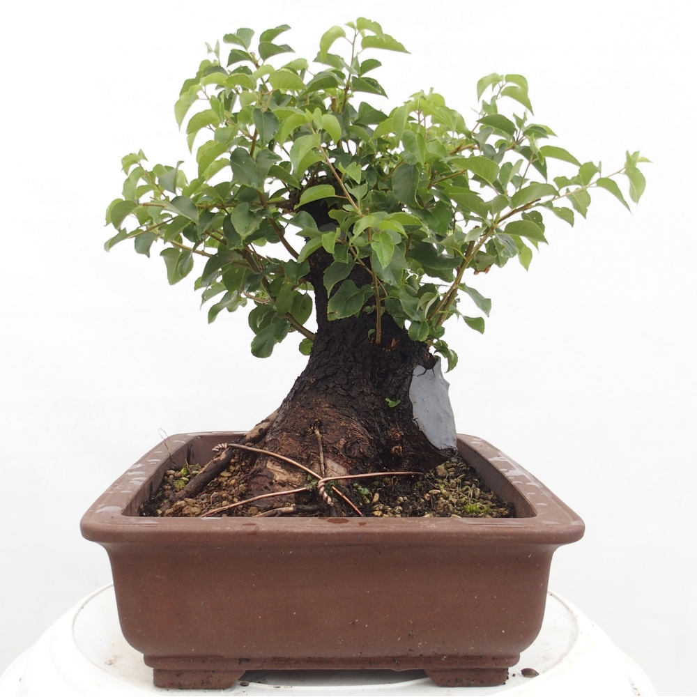 Bonsai da esterno - Mahalebka - Prunus mahaleb
