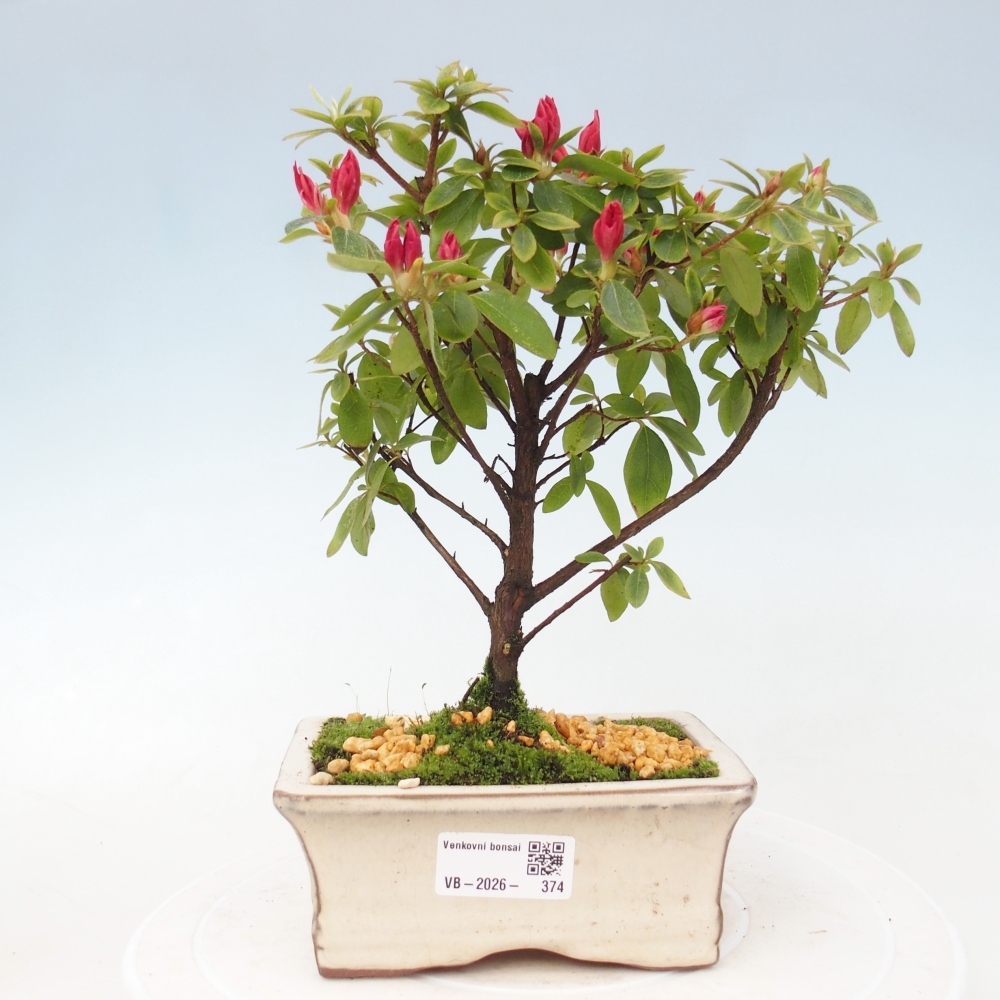 Bonsai da esterno - Azalea giapponese - Azalea sp.