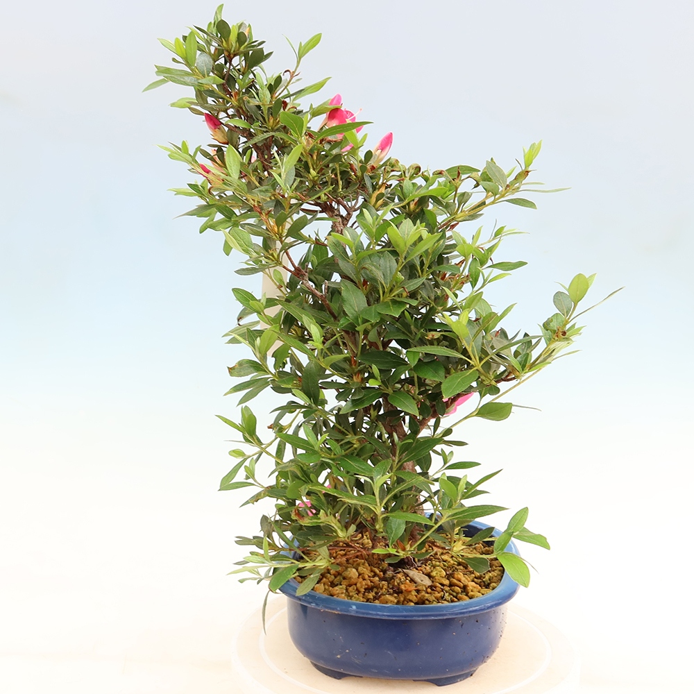 Bonsai da esterno - Azalea giapponese - Azalea Yoko