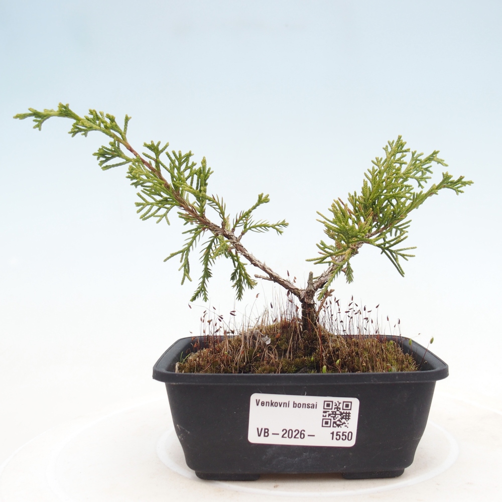 Bonsai da esterno - Juniperus chinensis Itoigawa
