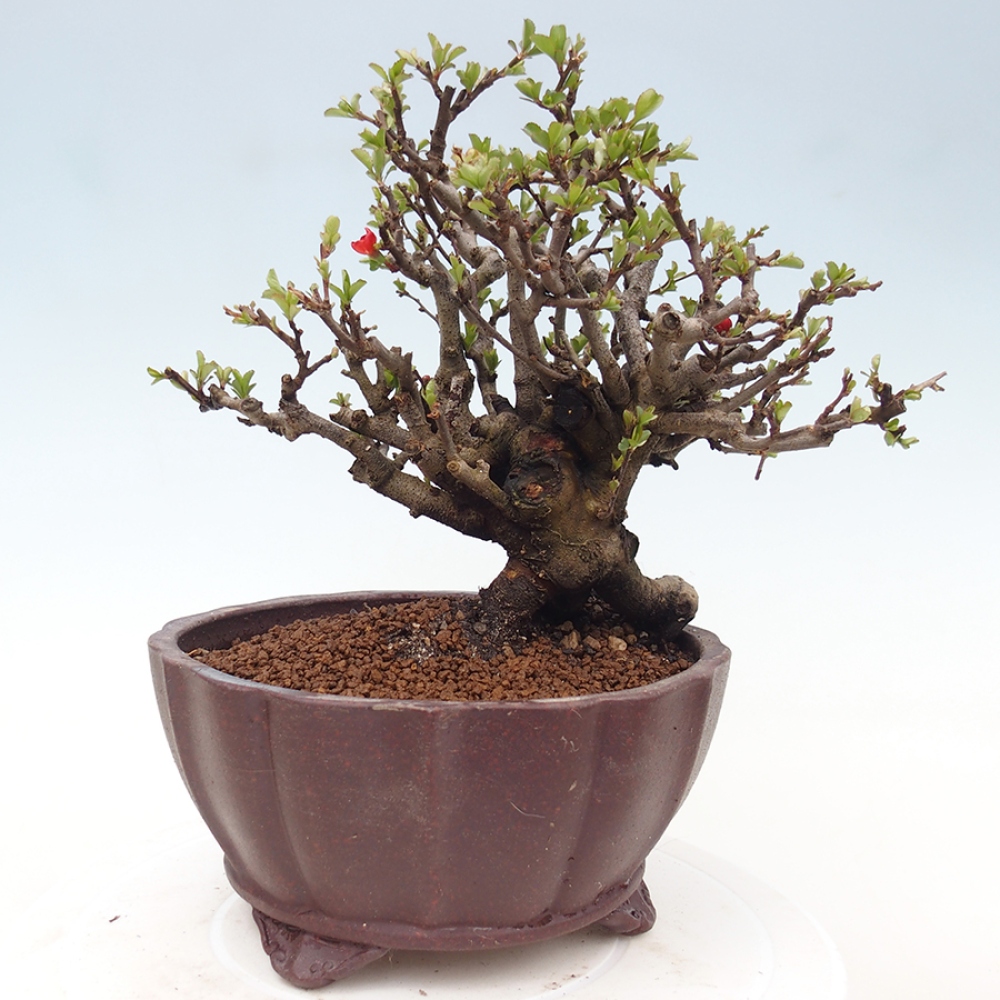 Bonsai da esterno - Chaneomeles speciosa - Cotogno