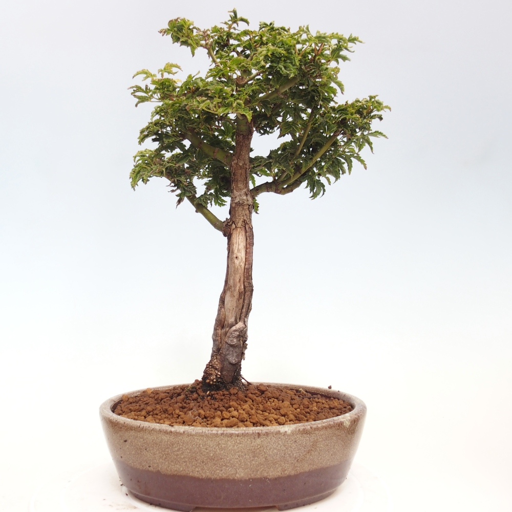 Bonsai da esterno -Palma di Giava Acer palmatum Shishigashira